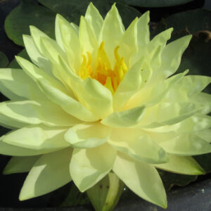 Perry's double Yellow