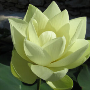 Perry's Giant Sunburst