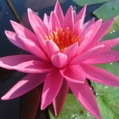 Perry's Magnificient