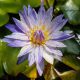 Suwanna Blue
