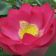 Yimeng Red