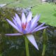 blue star