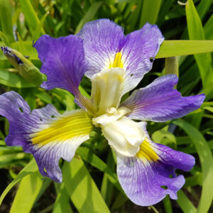Iris x Louisiana 'King Creole'
