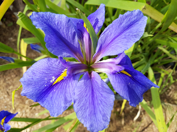 Les Plantes de Berges