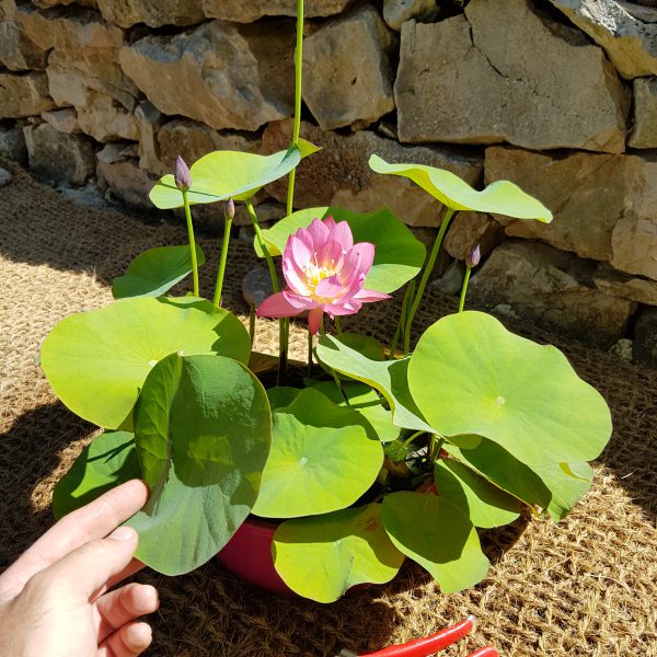 Mini Lotus (Bowl Lotus) vente rhizome mars/avril