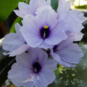 Eichhornia azurea (Jacinthe d'eau azur)