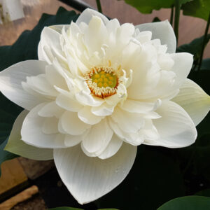 Nelumbo ‘High Cotton’