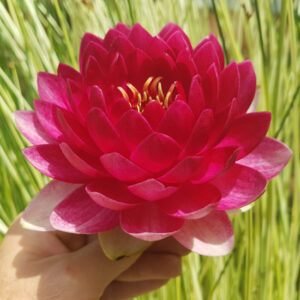 Nymphaea 'Reine du Bal' (Florian Henaux)