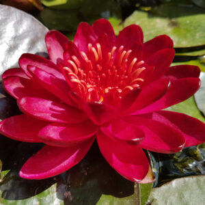 Nymphaea 'Carmen' (Florian Henaux)