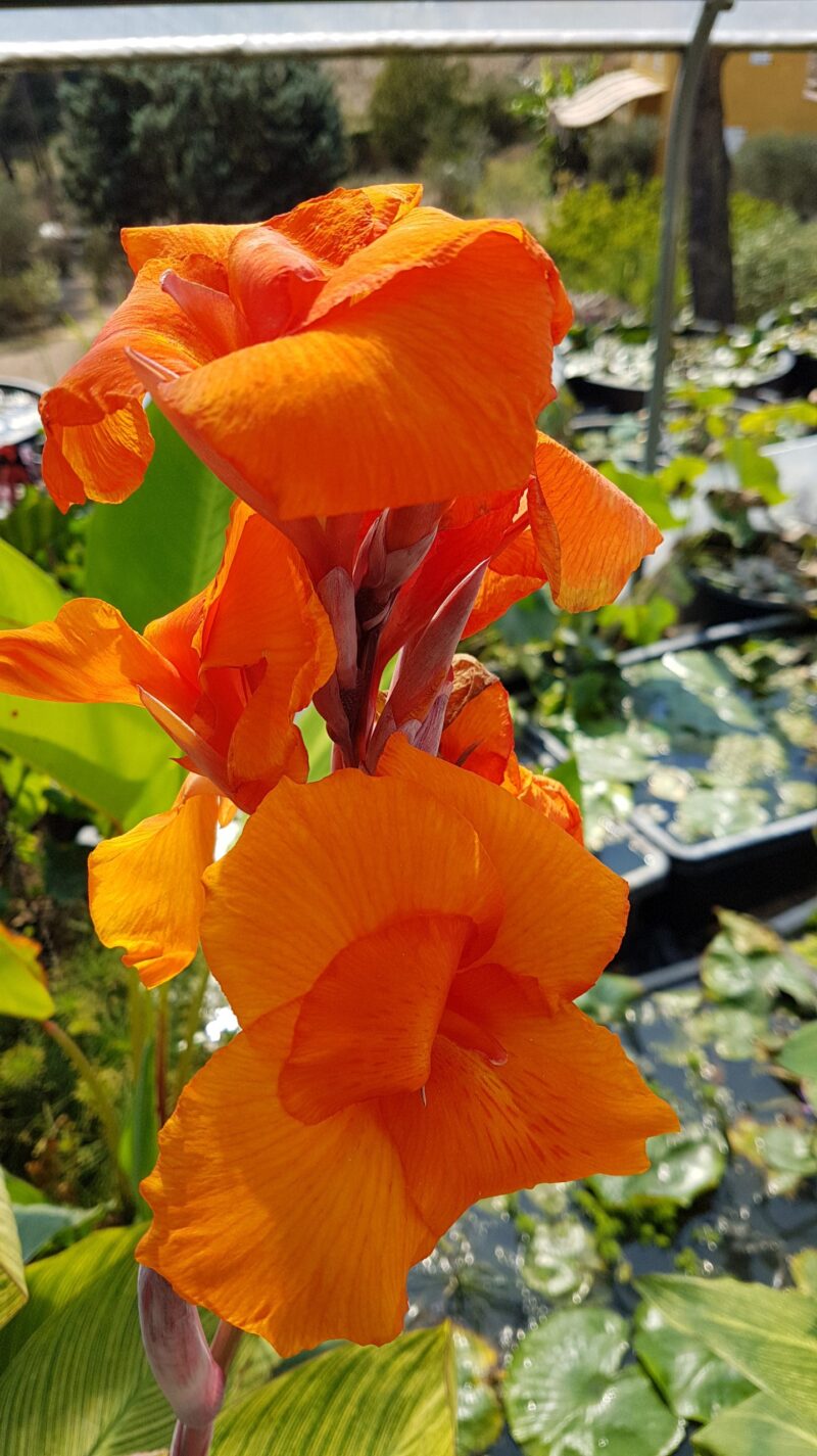 Canna 'Bengal Tiger' (canna d'eau livraison à partir de mai)