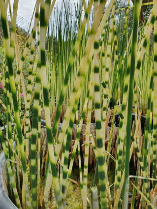 Scirpus lacustris ‘Zebrinus’