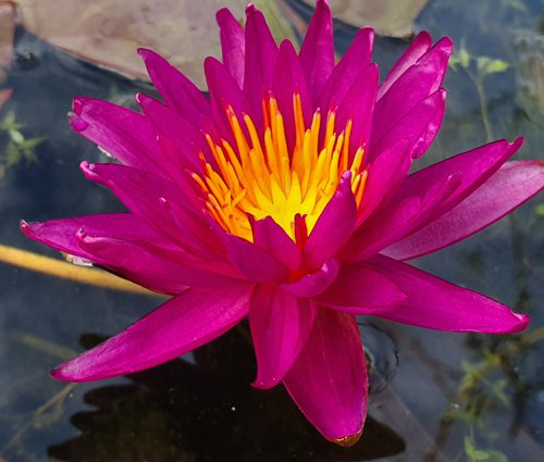 Nymphea 'Josiane'