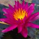 Nymphea 'Josiane'