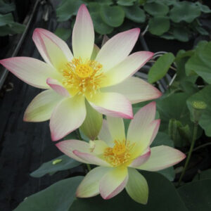 Nelumbo ‘Beautifull Dancer’