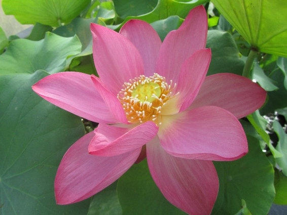 Lotus Nain vente rhizome mars/avril