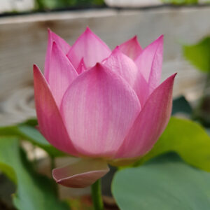 Nelumbo ‘Jade Tower with Drunkard’