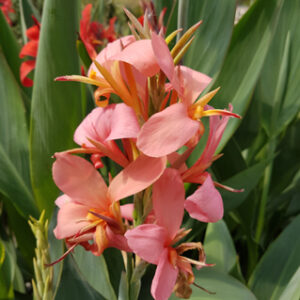 Canna glauca ‛Erebus’ (canna d’eau livraison à partir de mai)