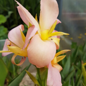 Canna glauca ‛Peach Delight’(canna d'eau livraison à partir de mai)