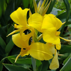 Canna glauca ‛Ra’ (canna d’eau livraison à partir de mai)