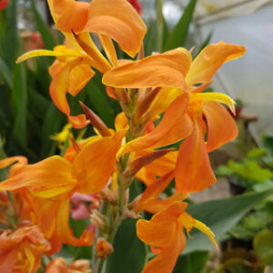 Canna glauca ‛Taney’ (canna d’eau livaison à partir de mai)
