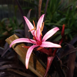 Crinum americanum 'Menehune' (rusticité -1°C)