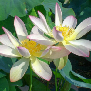 Nelumbo ‘Drunken Concubine’ (syn Guifei Zhuijiu)