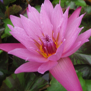 Nymphaea ‛Evelyn Randing’