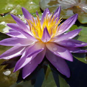 Nymphaea 'Fay Mac Donald' (Mike Giles)