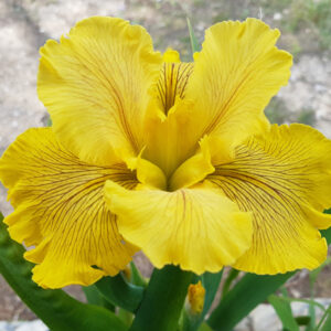 Iris X Louisiana 'Fortune Finder'