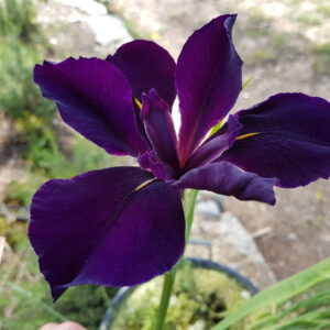 Iris X Louisiana 'Full Eclipse'