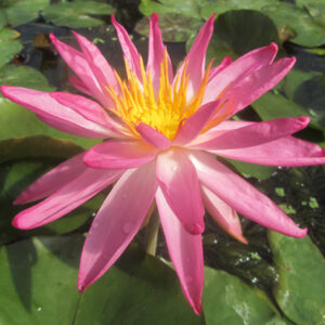 Nymphaea 'Tropic Star' (Mike Giles)