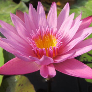 Nymphaea ‛Kathy McLane’