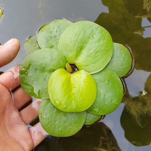 Limnobium laevigatum (Grenouillette)