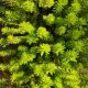 Myriophyllum papillosum