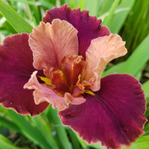 Iris X Louisiana 'Peaches and Wine'
