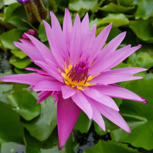 Nymphaea 'Pink Capensis'