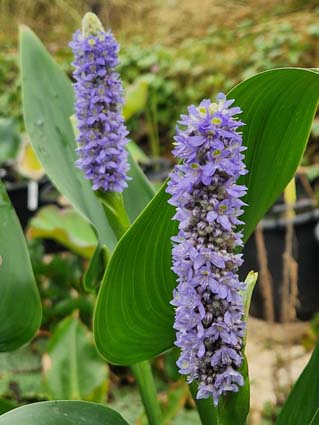Pontederia cordata