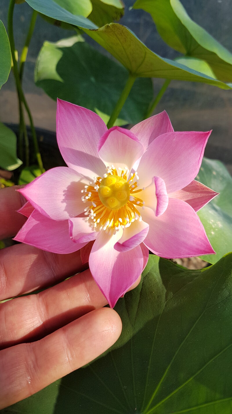 Nelumbo ‘Princess Harper of Ten Mile Creek’ – Image 5