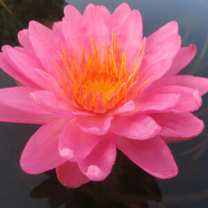 Nymphaea ‛Siam Pink II’