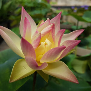 Nelumbo ‘Little Tri-Color’ (syn 'Xiao San Se Lian')