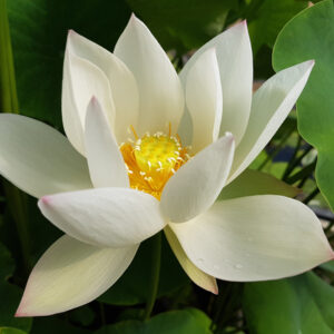 Nelumbo ‘White Crane’