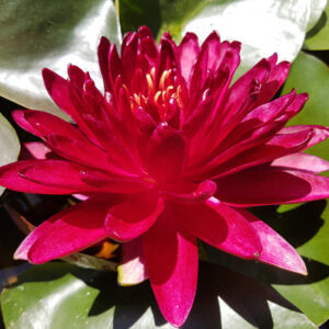 Nymphaea 'Stromboli' (Florian Henaux)