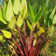 Thalia geniculata 'Red Stem'