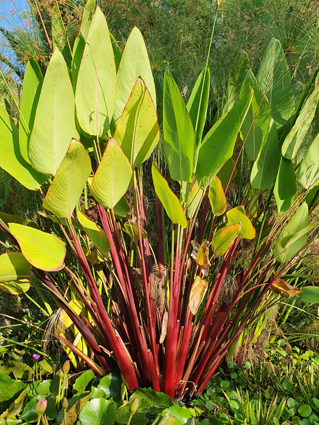 Thalia geniculata 'Red Stem'