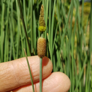 Typha minima (Massette miniature)
