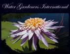 Water Gardeners International