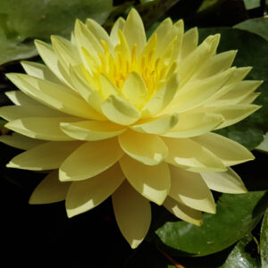 Nymphea 'Zénith' (Florian Henaux)