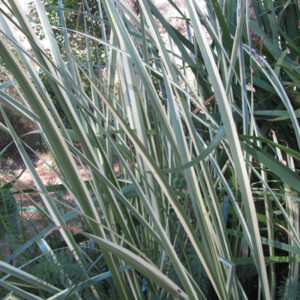 Acorus calamus ‘Variegata’ (Acore odorant)