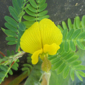 Aeschynomene fluitans (sensitive aquatique)