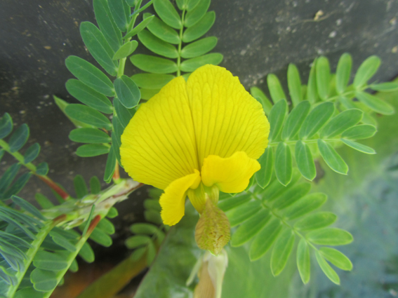 Aeschynomene fluitans (sensitive aquatique)